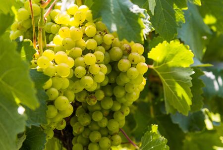 White grapes on a vine in a vineyard in Mendoza on a sunny day.の写真素材