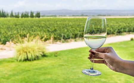 A young woman holding a glass of white wine against the background of vineyard.の写真素材