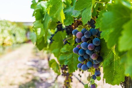 Red wine grapes on a vine in a vineyard in Mendoza on a sunny day,の写真素材