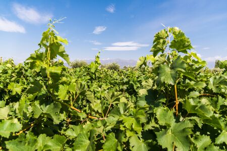 Vine plants in a vineyard in Mendoza on a sunny day with blue sky.の写真素材