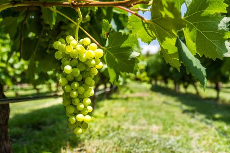 White grapes on a vine in a vineyard in Mendoza on a sunny day.の写真素材