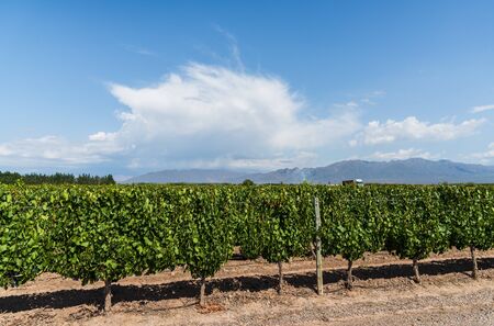 Vine plants in a vineyard in Mendoza on a sunny day with blue sky.の写真素材