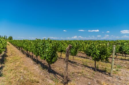 Vine plants in a vineyard in Mendoza on a sunny day with blue sky.の写真素材