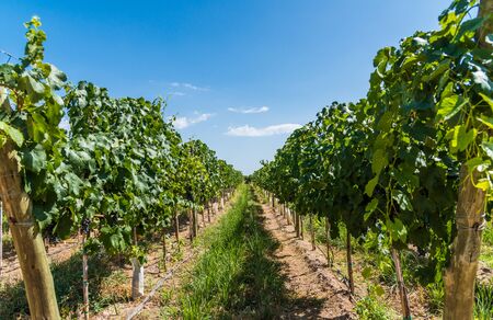 Vine plants in a vineyard in Mendoza on a sunny day with blue sky.の写真素材