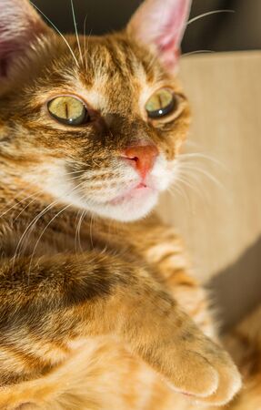Cute orange ginger tabby cat on a sunny dayの写真素材