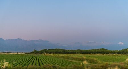 Vineyards in Mendoza at the background of Andes mountains