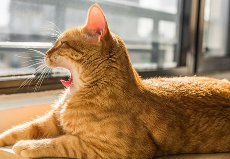 Cute orange ginger tabby cat yawning with sleep on a sunny dayの写真素材