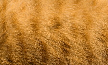 Abstract background with feline orange cat tiger fur pattern and texture