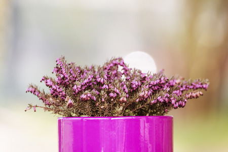 Purple - Pink Flowerpot with Violet Flower on Blurred Backgroundの写真素材