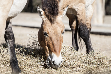 Horse Photo - Equus Przewalskii - Poliakovの写真素材