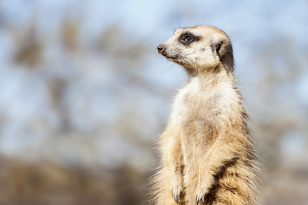 Suricate - Meercat Photoの写真素材