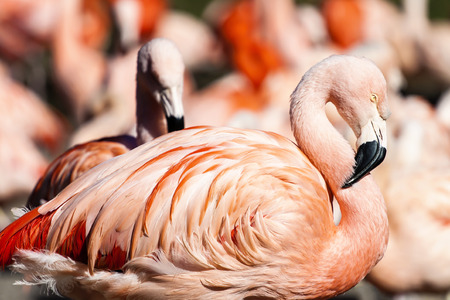Flamingos Photoの写真素材