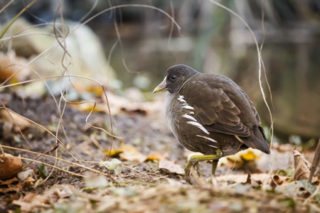 Young Bird Photoの写真素材
