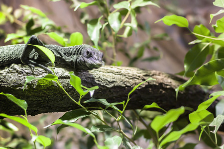 Goanna Photo on Branchの写真素材