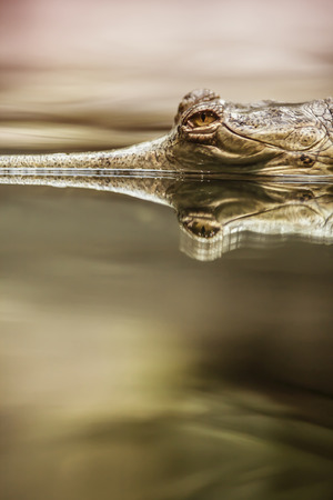 Gavial Photo - Gavialis Gangeticus Photoの写真素材