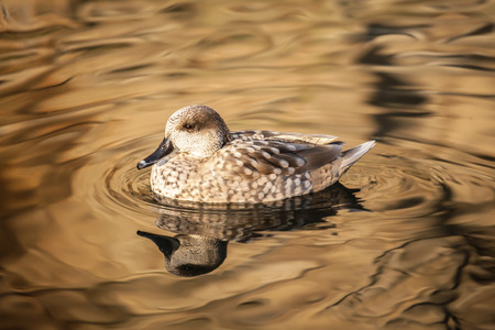 Duck on the Water Photoの写真素材