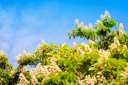 Chestnut Tree in Blossomの写真素材