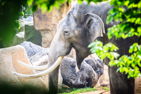 Elephant Photoの写真素材