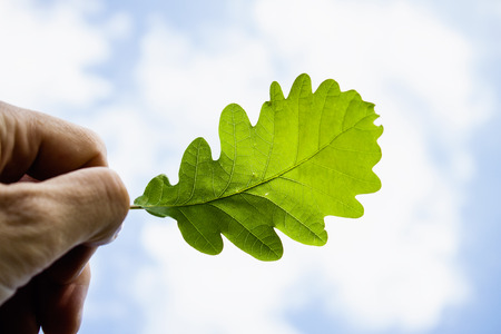 Hand Holding Oak Leaf against Blue Skyの写真素材