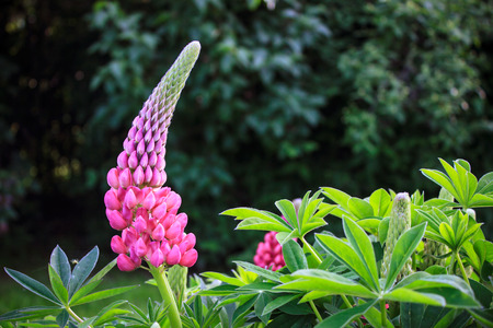 Lupinus Polyphyllus Flower in Blossom