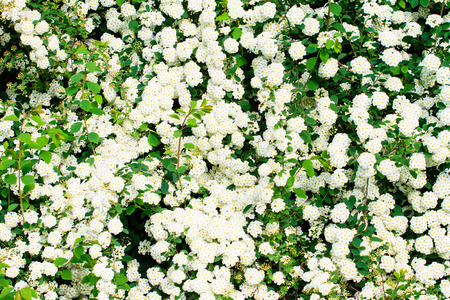 White Bush in Blossom Photo
