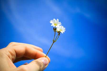 Hand with Flower on Blue Sky with Cloud Photo