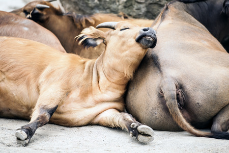 Buffalo Photo - Syncerus Caffer Nanusの写真素材