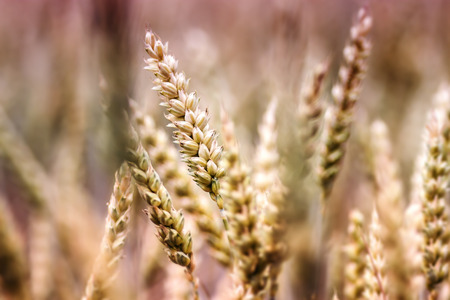 Wheat Field Detail Photo 