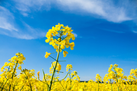 Yellow Oilseed Rape Field with Blue Skyの写真素材