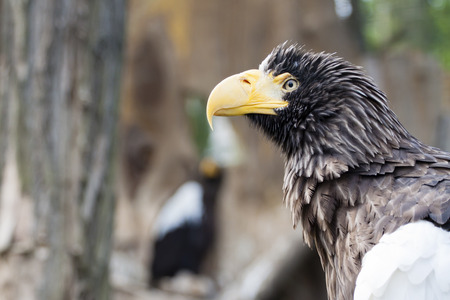 Eagle Detail Photoの写真素材