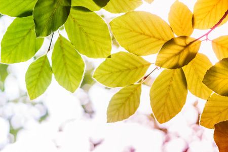 Leaves Photo Background