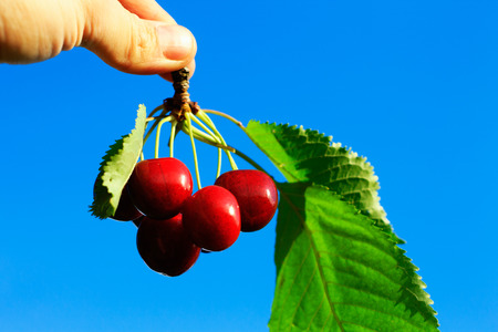 Hand Holding Cherries with Leaves on Blue Sky