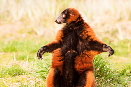 Funny Lemur Varecia Rubraの写真素材