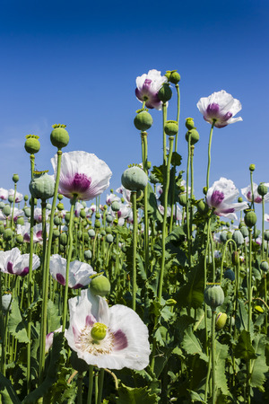 White Field Poppy with Blue Skyの写真素材