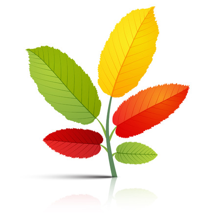 Abstract Plant with Colorful Leaves on White Backgroundのイラスト素材
