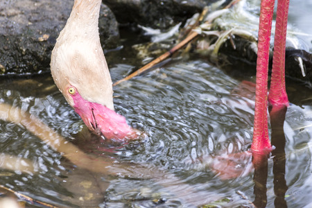 Flamingo Bird Drinking Water. Animal Detail Photo.の写真素材