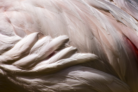 Flamingo Feathers - Bird Abstract Backgroundの写真素材