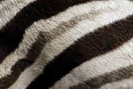 Zebra Fur Abstract Backgroundの写真素材