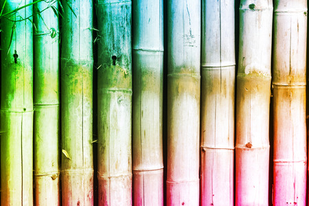 Reed - Bamboo Colorful Abstract Backgroundの写真素材