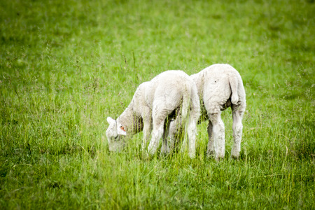 Two Sheeps Back on Green Grassの写真素材