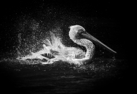 Pelican Splashing Water Black and White Photoの写真素材