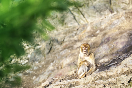 Macaca Macaque Monkey Sitting on Rock with Blurred Green Leaves on Foregroundの写真素材