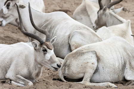 Adax - White Antelope Herd Resting on Sandの写真素材