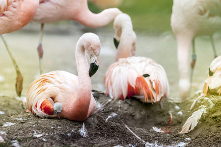 Flamingos on Nest with Tiny Bird Hidden Under Female Wingの写真素材