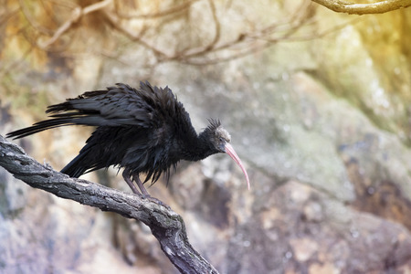 Ibis Bird - Geronticus Eremita on Branch with Rock on Backgroundの写真素材
