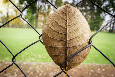 Autumn Leaf Stuck in Fenceの写真素材
