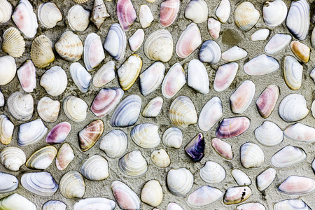 Shells in Concrete Background.の写真素材