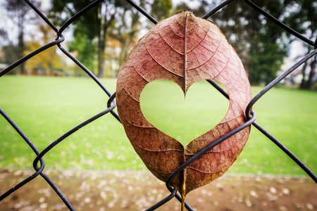 Leaf with Heart Shape Cut Stuck in Fenceの写真素材
