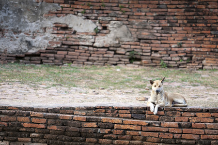 Dog - Wolfdog Resting on Ancient Brick Wallの写真素材