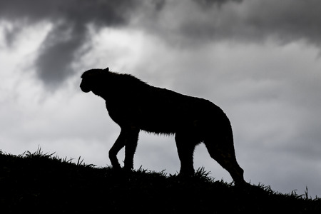 Cheetah Silhouette. Animal Walking Up the Hill.の写真素材
